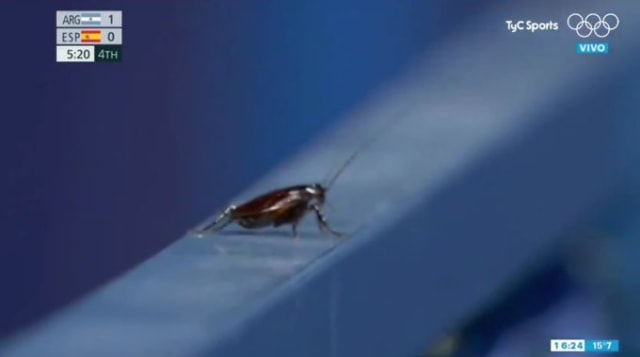 Photo of a cockroach. There are watermarks on the screen and it's clear that it's from Olympic TV coverage.