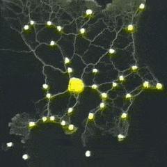 An animated gif showing some slime mold spreading out across a rough approximation of the metro map of Tokyo