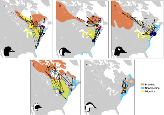 Four maps with the migration patterns of different duck species