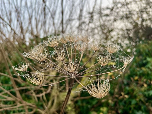 Dew on a hedgerow in England, it looks a bit like a network
