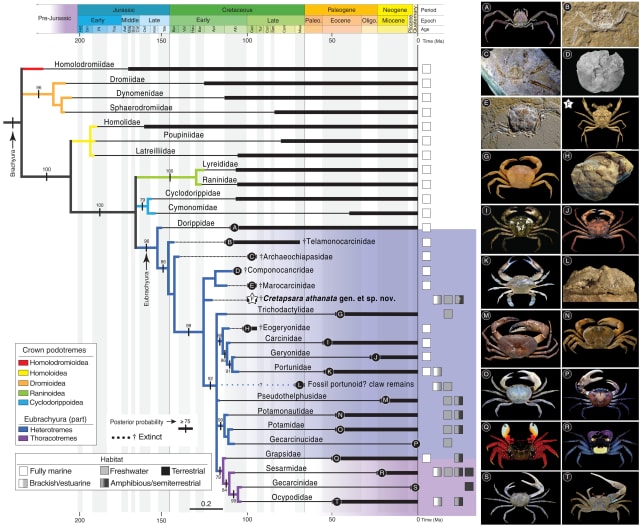 A very complex image of the evolutionary tree of a wide array of crabs.