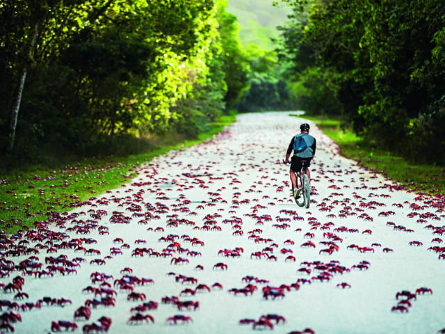 A man cycling through a pathway filled with thousands and thousands of red crabs.