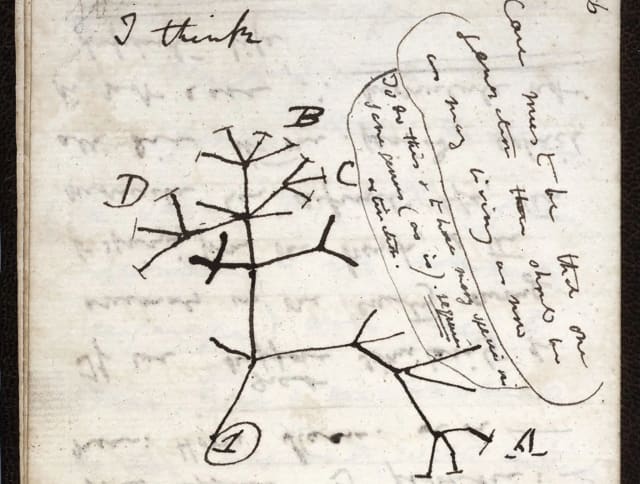 A scan of a page with a crude pen drawing of a tree. The words "I think" are clear at the top but the rest is hard to read.