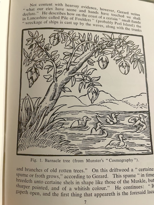 A photo of a page from a book showing an illustration of a "Barnacle Tree" – it's a drawing of a tree with some geese hatching from the buds and shown to be swimming away. There's some text on the page but it's just to show it's part of the book.