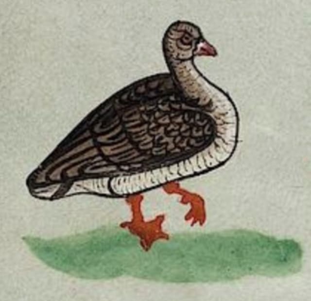 A little illustration of a brown and white goose with orange-red beak and feet floating above a little patch of green. It looks like watercolour.