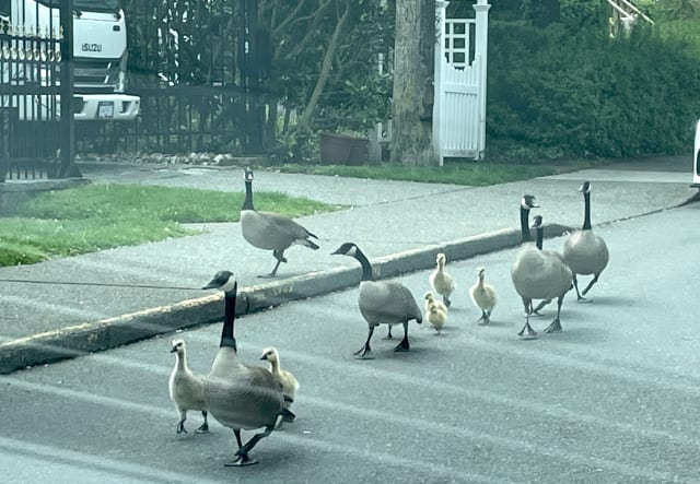 A photo through a car windscreen of six adult geese with six of their young, walking along a road. The young geese are of various ages and sizes. They are by a sidewalk and there's a hedge, white fence and front of a truck in the background. The geese look very confident and are looking at their surroundings.
