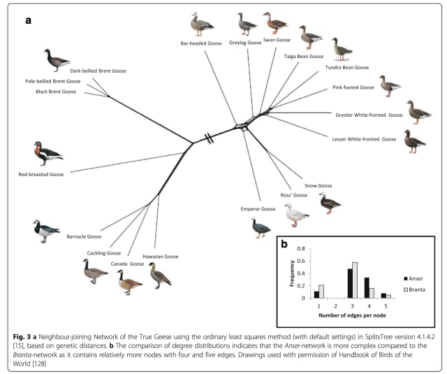 A circular tree-like structure with various species of geese around the edge of the network - labelled "a". It's clear they're all connected in some way. There's also a histogram plot labelled "b". The caption says: a Neighbour-joining Network of the True Geese using the ordinary least squares method (with default settings) in SplitsTree version 4.1.4.2 [15], based on genetic distances. b The comparison of degree distributions indicates that the Anser-network is more complex compared to the Branta-network as it contains relatively more nodes with four and five edges. Drawings used with permission of Handbook of Birds of the World.