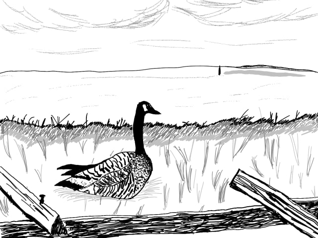 A black and white sketch of a goose behind a wooden fence, it's facing away and looking out over the ocean. There's lots of grass and a horizon stretching out at the top of the sketch.