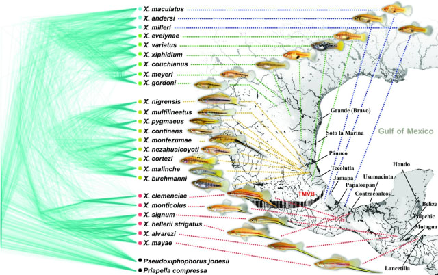 A complex family tree of various species of fish. The fish are little orange things but many of them have dark gray patterns in different forms. There are many complex scientific names for them, for example "X. variatus" and "Pseudoxiphophorus jonesii." There's a deep nest of origins on the left hand side in green which points to various slightly-different looking fish shown to be at various locations in the Gulf of Mexico. The green tree of life has a strange structure to it, like there's lots of cross-pollination between the branches.